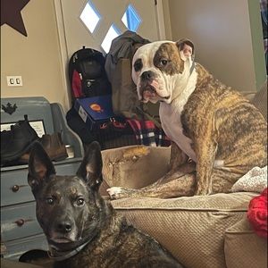 Meet your Posher, Anthony